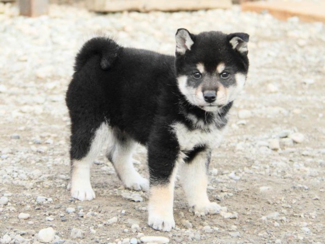 IMG_4085-shibainu-koinu IMG_4085-shibainu-koinu