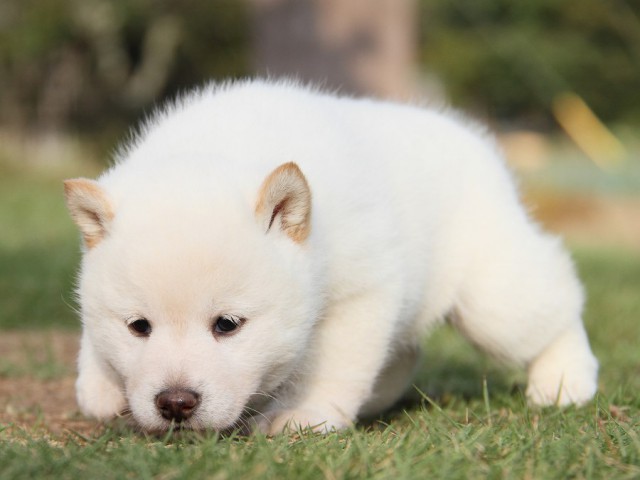 IMG_4113--shibainu Puppy IMG_4113--shibainu Puppy