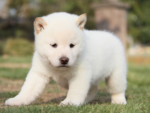 IMG_4115--shibainu Puppy IMG_4115--shibainu Puppy