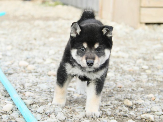 IMG_4125-shibainu-koinu IMG_4125-shibainu-koinu