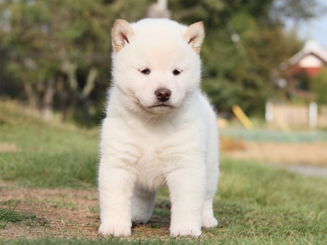 IMG_4127--shibainu Puppy IMG_4127--shibainu Puppy