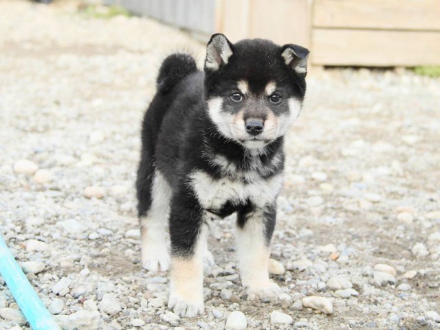 IMG_4140-shibainu-koinu IMG_4140-shibainu-koinu