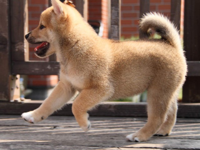 IMG_4255shiba IMG_4255shiba