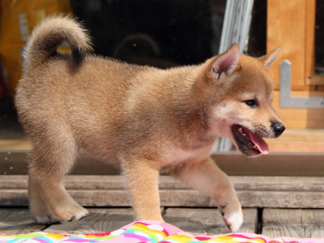 IMG_4273shiba IMG_4273shiba