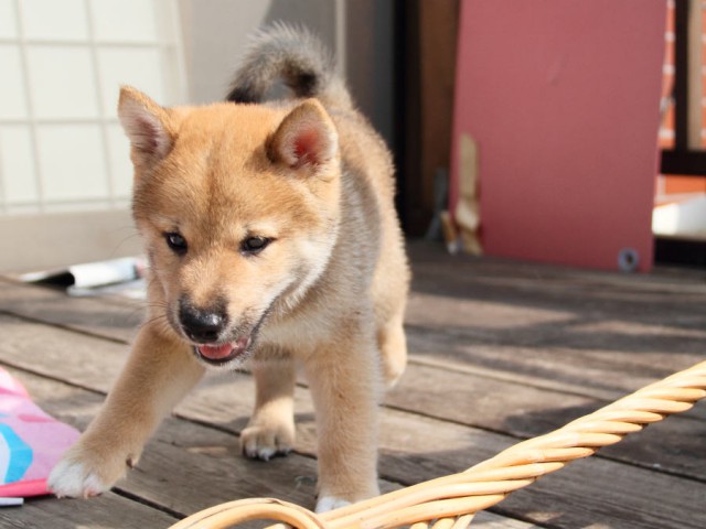 IMG_4278shiba IMG_4278shiba