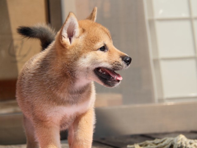 IMG_4292shiba IMG_4292shiba