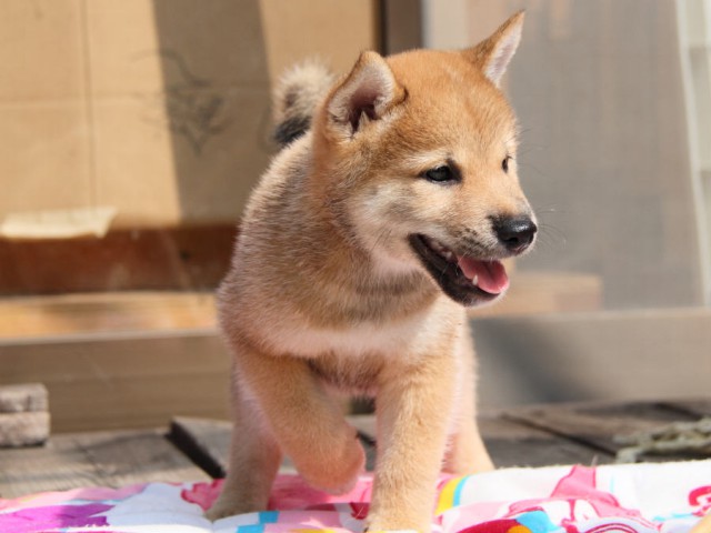 IMG_4293shiba IMG_4293shiba