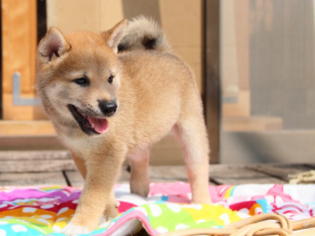 IMG_4296shiba IMG_4296shiba