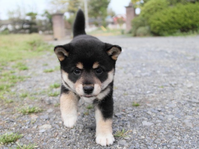 IMG_4302-shibainu-puppy IMG_4302-shibainu-puppy