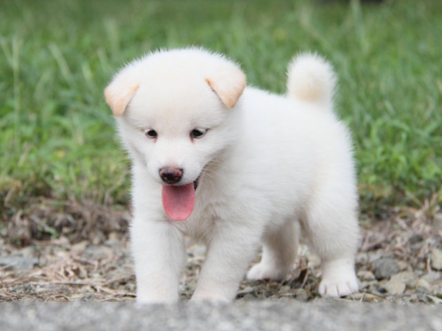 IMG_4461-shibainu-koinu IMG_4461-shibainu-koinu