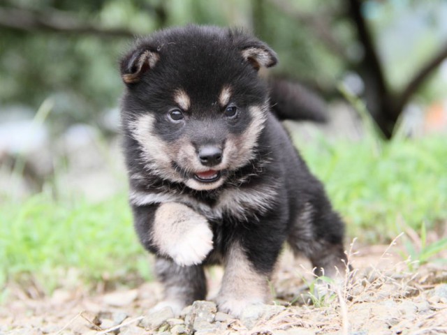 IMG_4571-shibainu-koinu IMG_4571-shibainu-koinu
