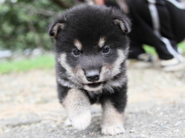 IMG_4593-shibainu-koinu IMG_4593-shibainu-koinu