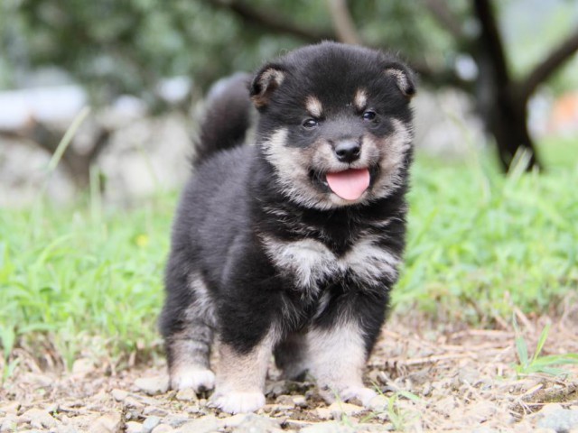 IMG_4621-shibainu-koinu IMG_4621-shibainu-koinu