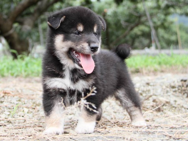 IMG_4654-shibainu-koinu IMG_4654-shibainu-koinu