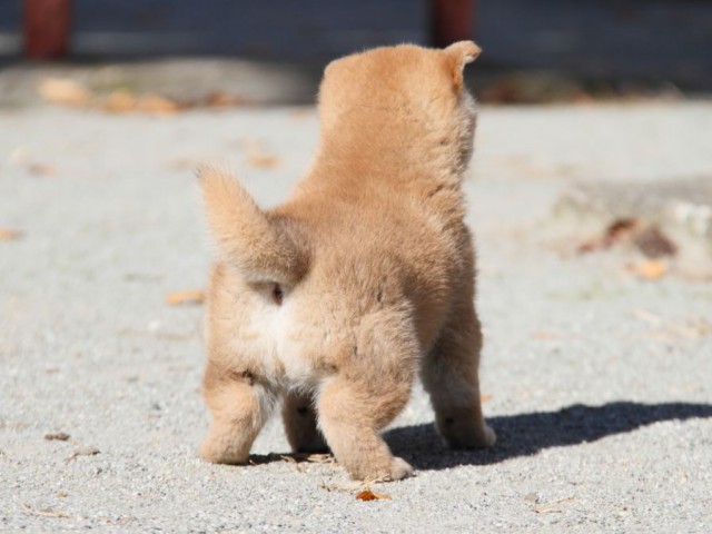 IMG_4718-shibainu-koinu IMG_4718-shibainu-koinu
