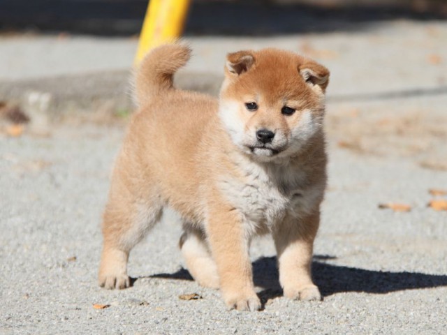 IMG_4726-shibainu-koinu IMG_4726-shibainu-koinu