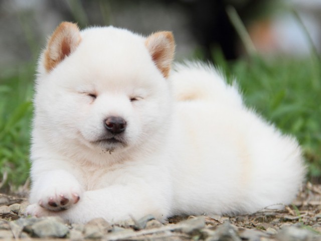 IMG_4727-shibainu-koinu IMG_4727-shibainu-koinu