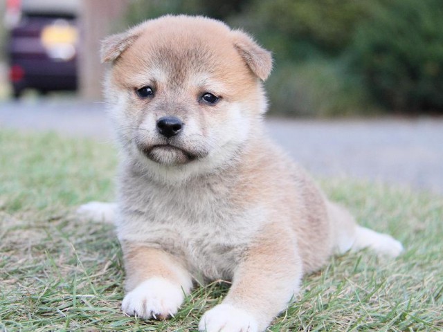 IMG_4735--shibainu Puppy IMG_4735--shibainu Puppy