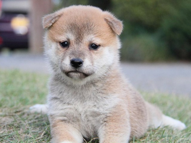 IMG_4737--shibainu Puppy IMG_4737--shibainu Puppy