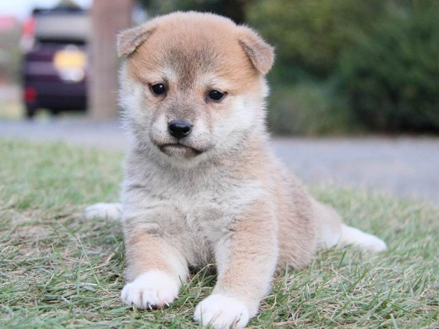 IMG_4741--shibainu Puppy IMG_4741--shibainu Puppy