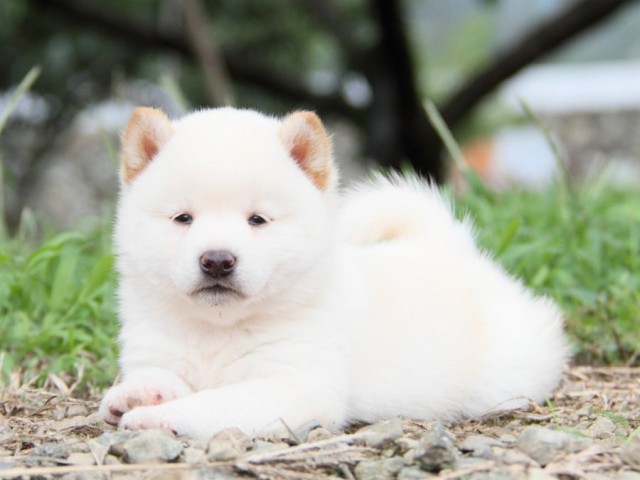 IMG_4743-shibainu-koinu IMG_4743-shibainu-koinu