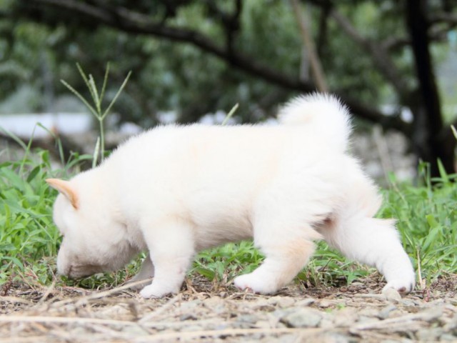 IMG_4748-shibainu-koinu IMG_4748-shibainu-koinu