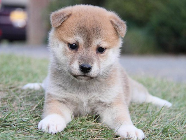 IMG_4750--shibainu Puppy IMG_4750--shibainu Puppy
