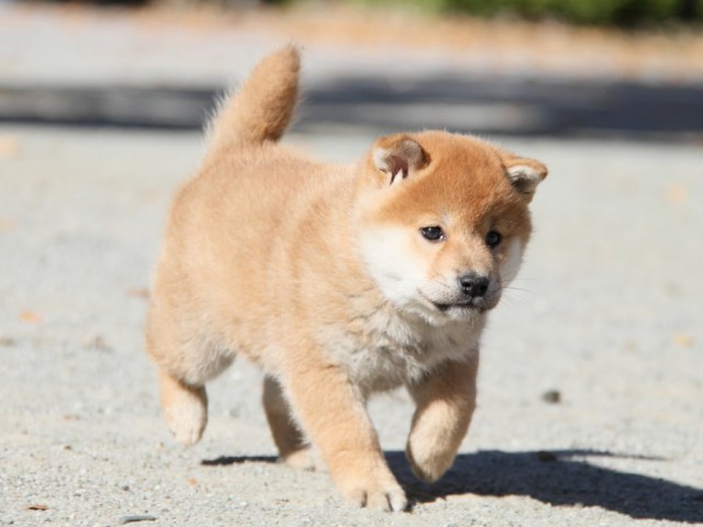 IMG_4752-shibainu-koinu IMG_4752-shibainu-koinu