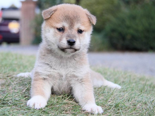 IMG_4753--shibainu Puppy IMG_4753--shibainu Puppy