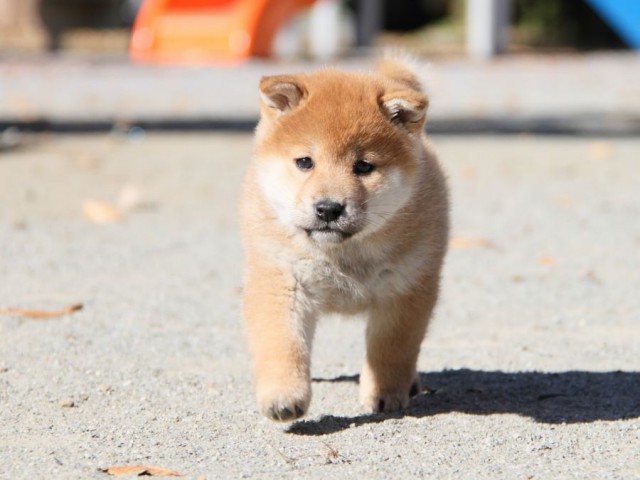 IMG_4771-shibainu-koinu IMG_4771-shibainu-koinu