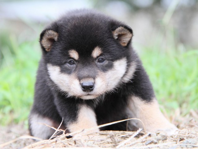 IMG_4778-shibainu-koinu IMG_4778-shibainu-koinu