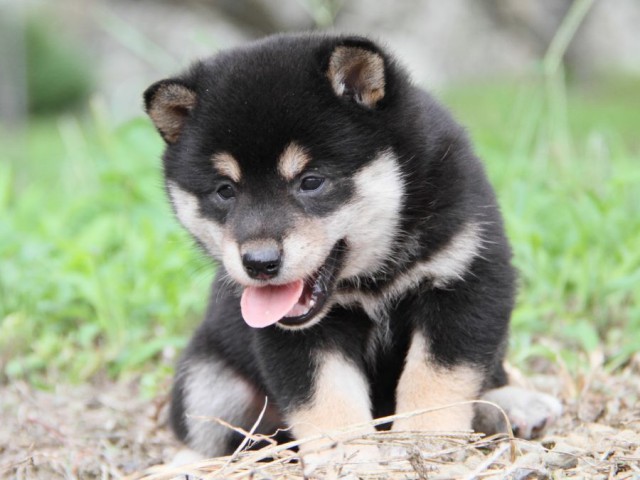 IMG_4784-shibainu-koinu IMG_4784-shibainu-koinu