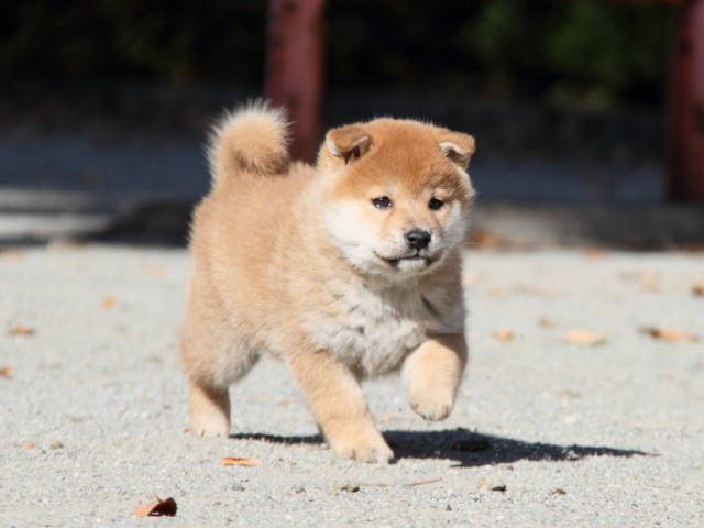 IMG_4790-shibainu-koinu IMG_4790-shibainu-koinu