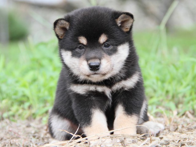IMG_4792-shibainu-koinu IMG_4792-shibainu-koinu