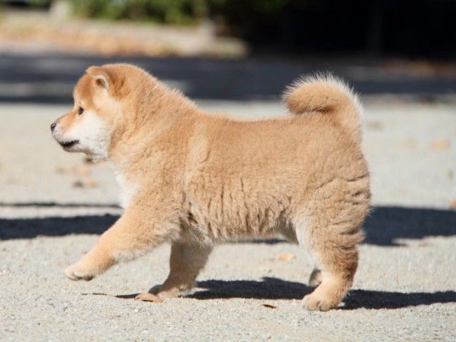 IMG_4799-shibainu-koinu IMG_4799-shibainu-koinu