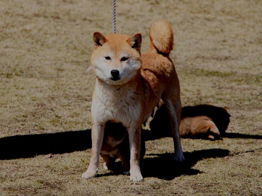 IMG_4813shibainu