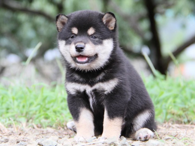 IMG_4829-shibainu-koinu IMG_4829-shibainu-koinu