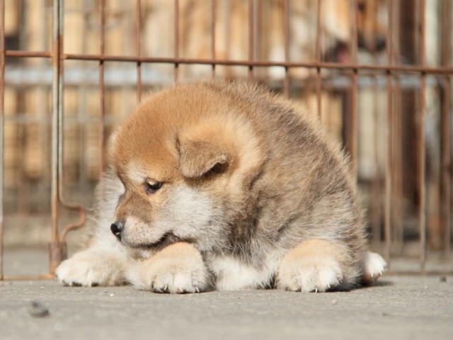 IMG_4875-shibainu-koinu IMG_4875-shibainu-koinu