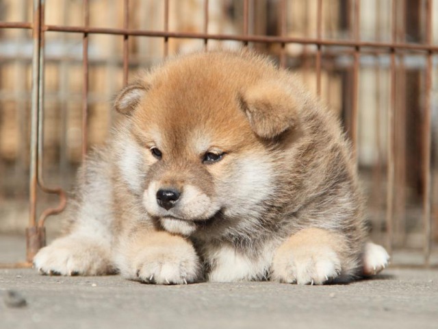 IMG_4877-shibainu-koinu IMG_4877-shibainu-koinu
