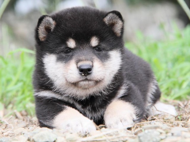 IMG_4879-shibainu-koinu IMG_4879-shibainu-koinu