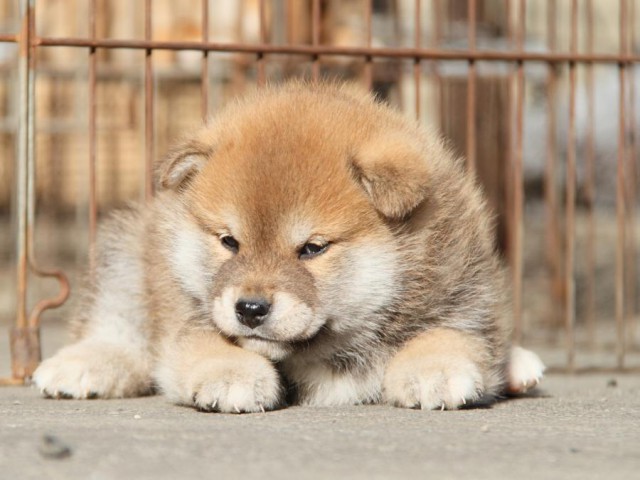 IMG_4886-shibainu-koinu IMG_4886-shibainu-koinu