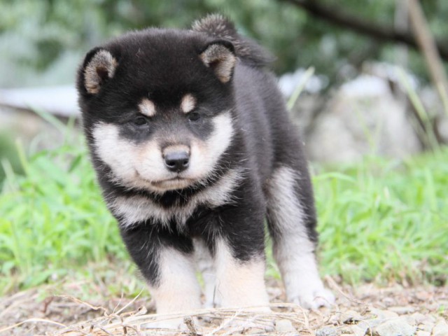 IMG_4889-shibainu-koinu IMG_4889-shibainu-koinu
