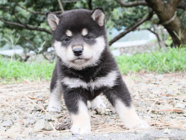 IMG_4902-shibainu-koinu IMG_4902-shibainu-koinu