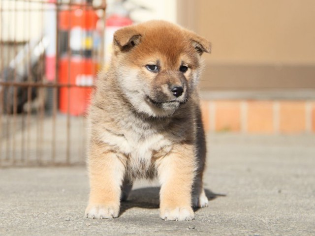 IMG_4918-shibainu-koinu IMG_4918-shibainu-koinu