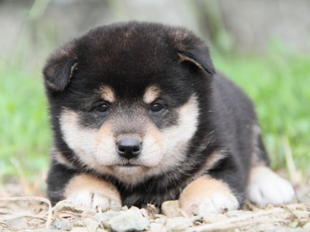IMG_4926-shibainu-koinu IMG_4926-shibainu-koinu