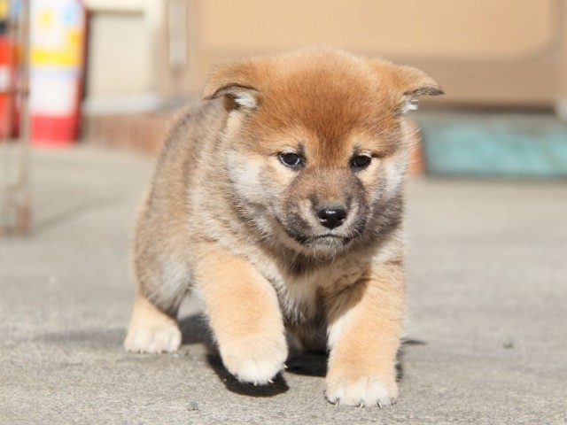 IMG_4930-shibainu-koinu IMG_4930-shibainu-koinu