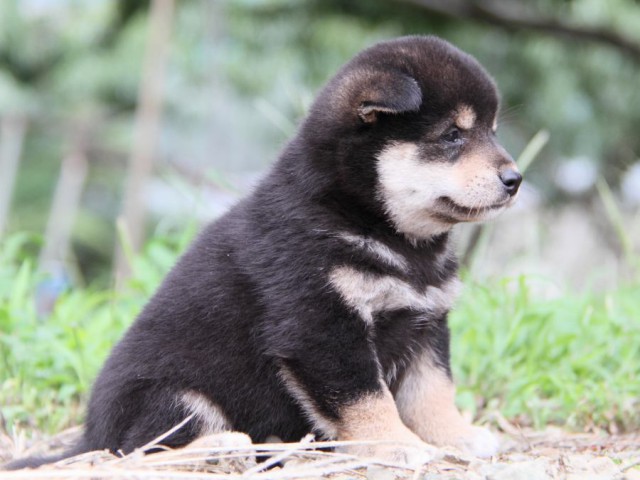 IMG_4937-shibainu-koinu IMG_4937-shibainu-koinu