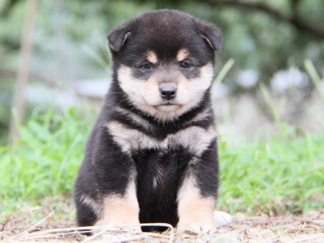 IMG_4949-shibainu-koinu IMG_4949-shibainu-koinu