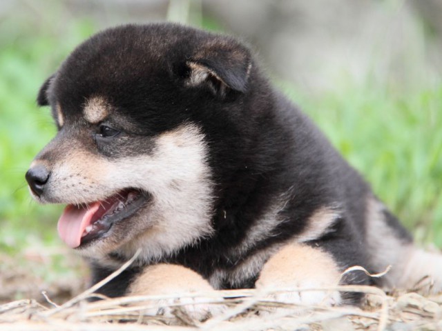 IMG_4973-shibainu-koinu IMG_4973-shibainu-koinu