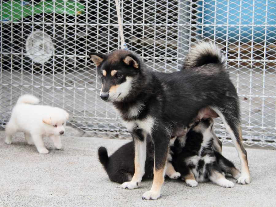 IMG_5023-shibainu-koinu